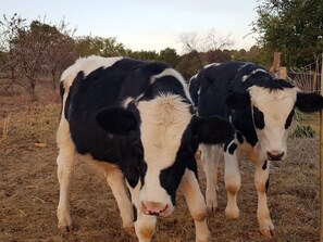 Imagem sem classificação, 5 de 10, botão