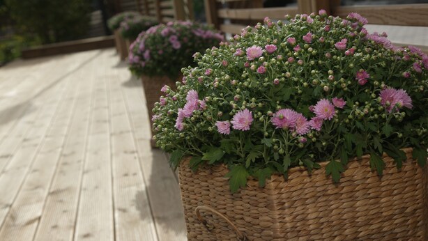 A wooden deck with wicker planters containing pink flowers. - Yxnerum Hotell (Atvidaberg)
