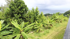 Vista al jardín