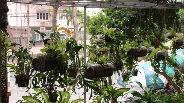 A greenhouse with various plants, some in hanging pots and others on the ground.
