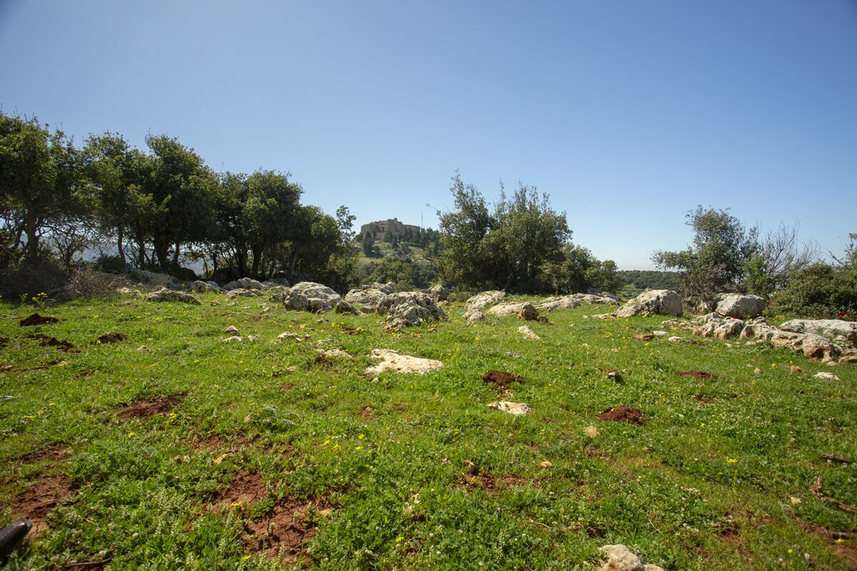 Un campo cubierto de hierba con rocas y árboles dispersos.