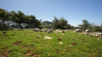 Un campo cubierto de hierba con rocas y árboles dispersos.