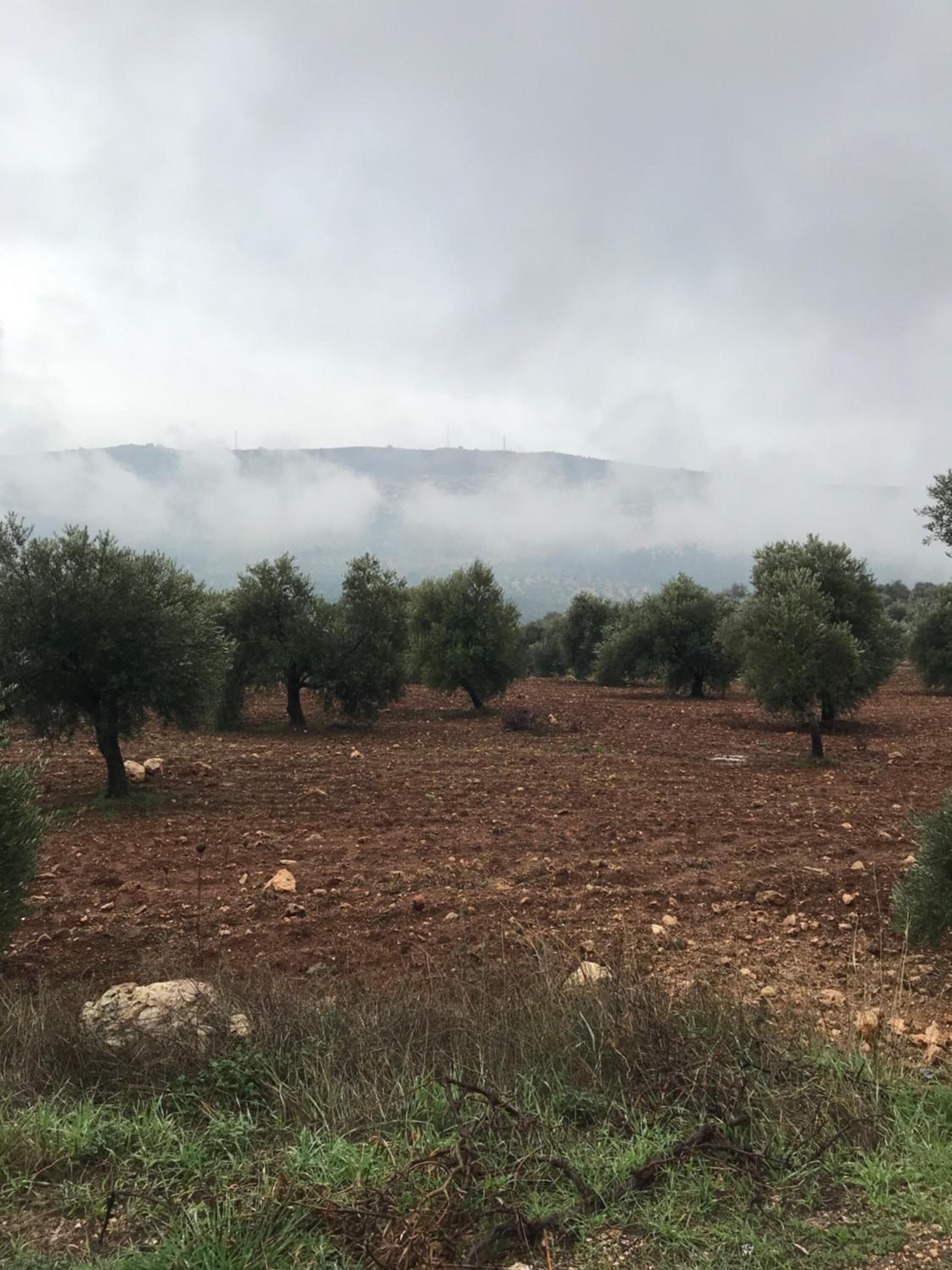 A landscape with olive trees and a hilly background.