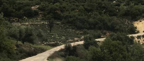 A dirt path winding through a hilly area with dense greenery and sparse trees.