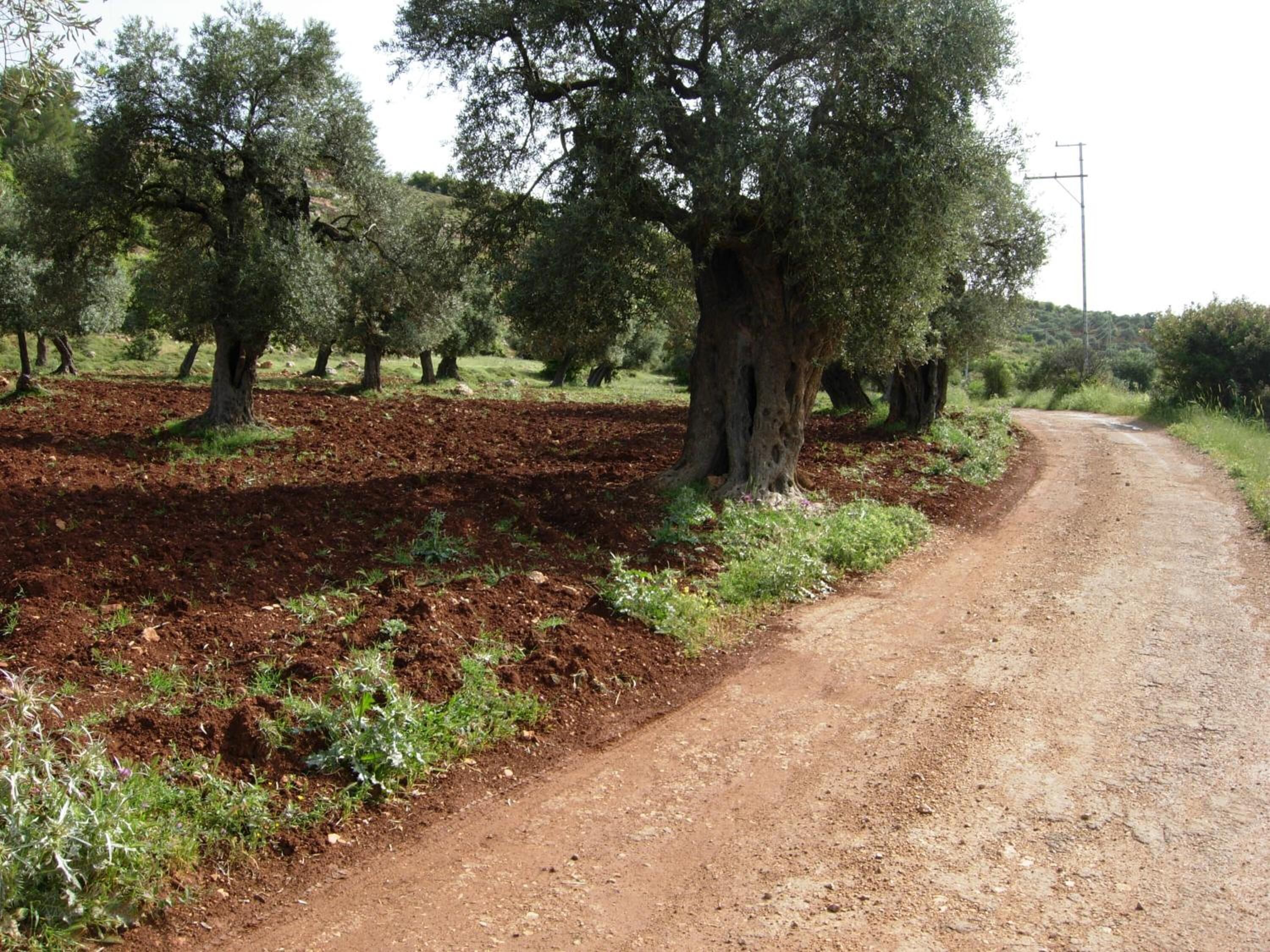 Un camino de tierra flanqueado por olivos en un entorno rural.