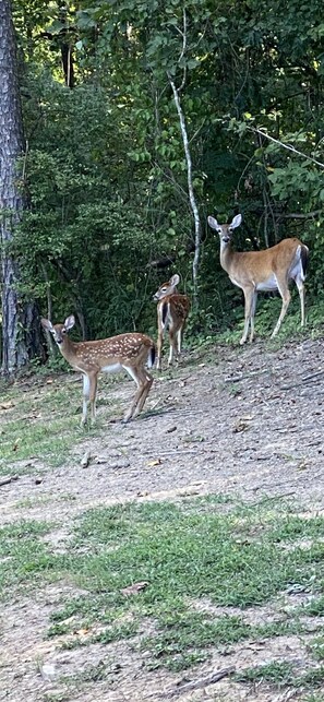 Three deer in a forested area with trees and a dirt path. - 295 is 5 minutes from dam with boat launch and tritoon boat for rent. (Jasper)