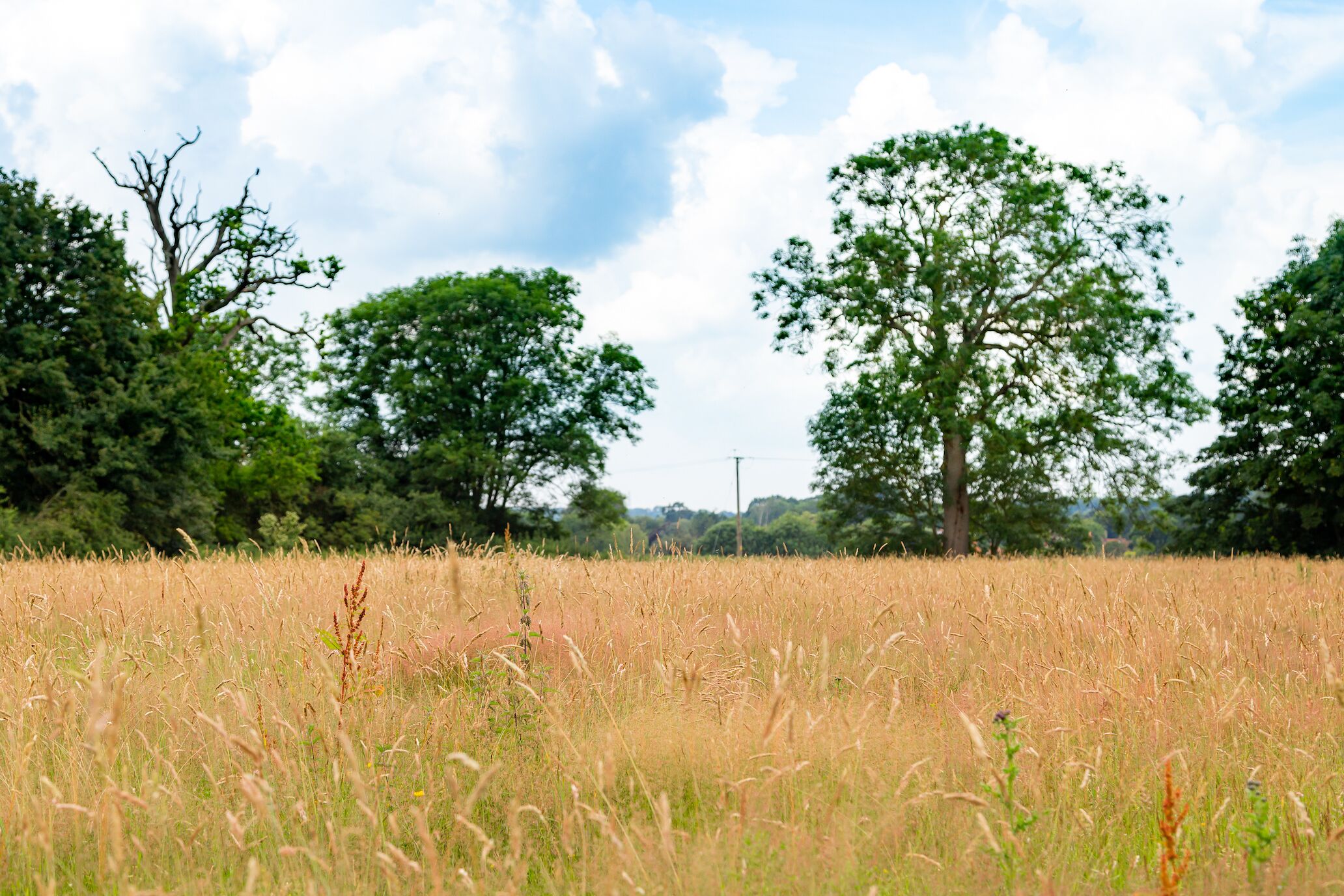 A field with tall grass and trees in the background.