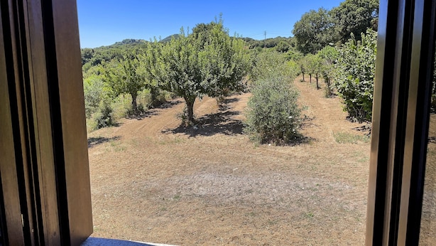 A vineyard with rows of trees and a clear blue sky.