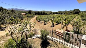 A vineyard with rows of grapevines, a dirt path, and a metal fence.