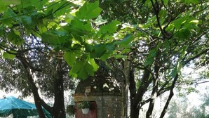 An outdoor seating area with tables and benches, surrounded by trees and a brick structure. - Agriturismo Le Casette (Guardistallo)