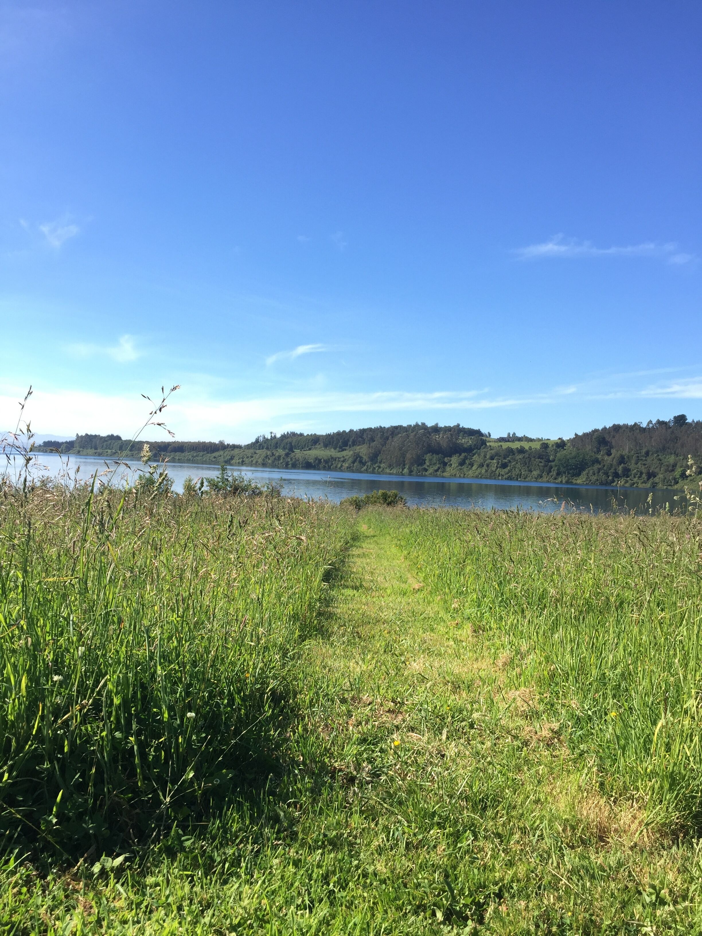 Un sentier herbeux mène à un lac, avec une colline boisée en arrière-plan.