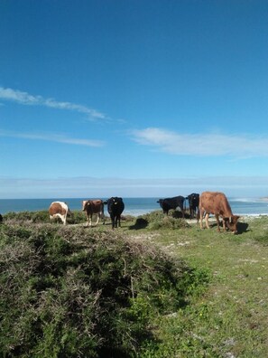 On the beach, sun-loungers