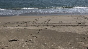 Una playa con huellas que se adentran en el agua.