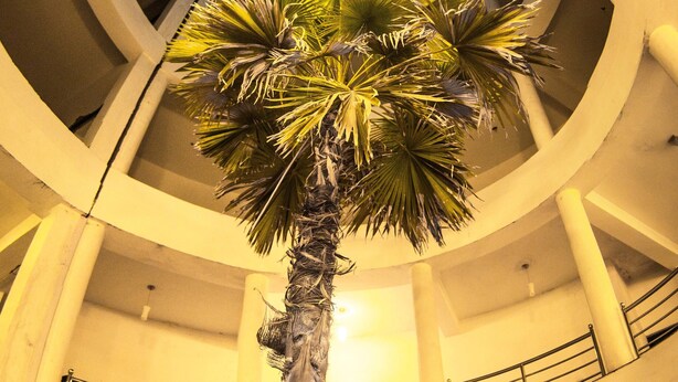 Una palmera en un atrio circular con tragaluz.