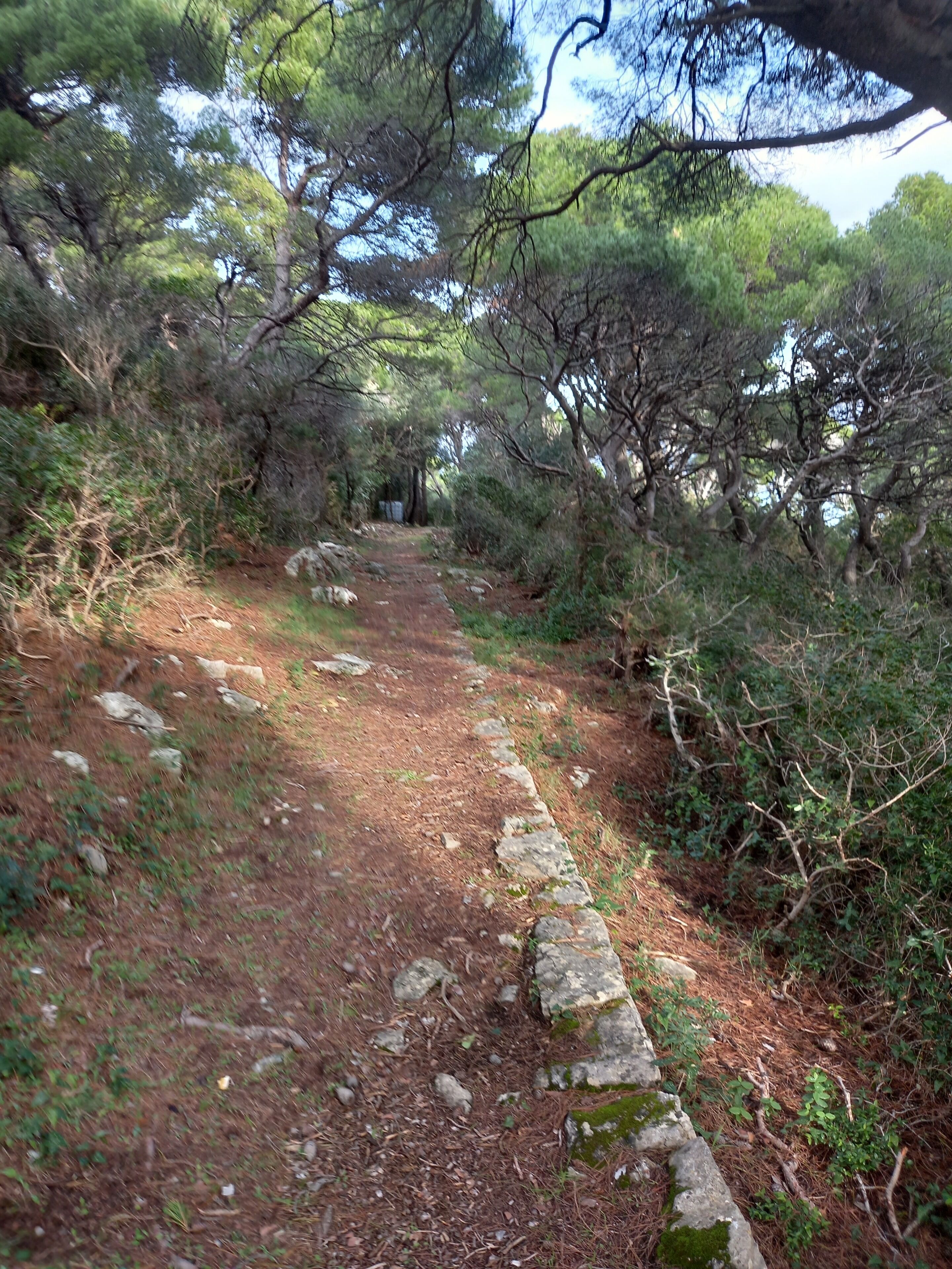 A forested path with a stone edge, surrounded by trees and undergrowth.