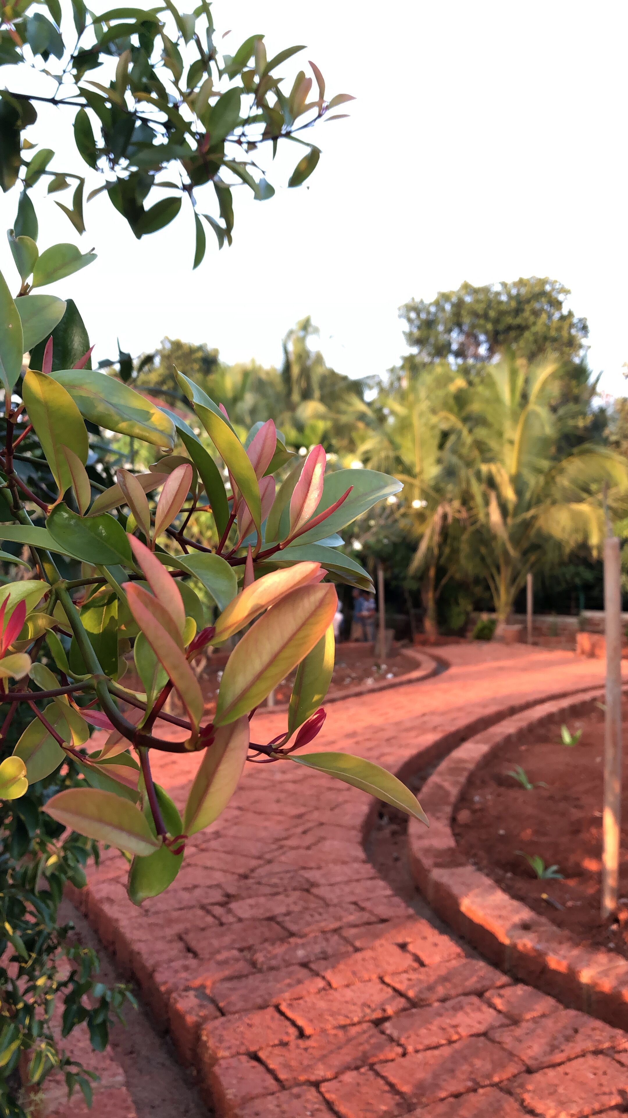 A brick pathway in a garden with lush greenery and a palm tree in the background.