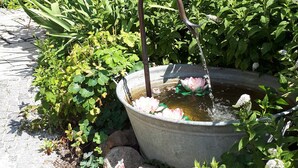 A garden with a water feature, including a fountain and a pond with lotus flowers.