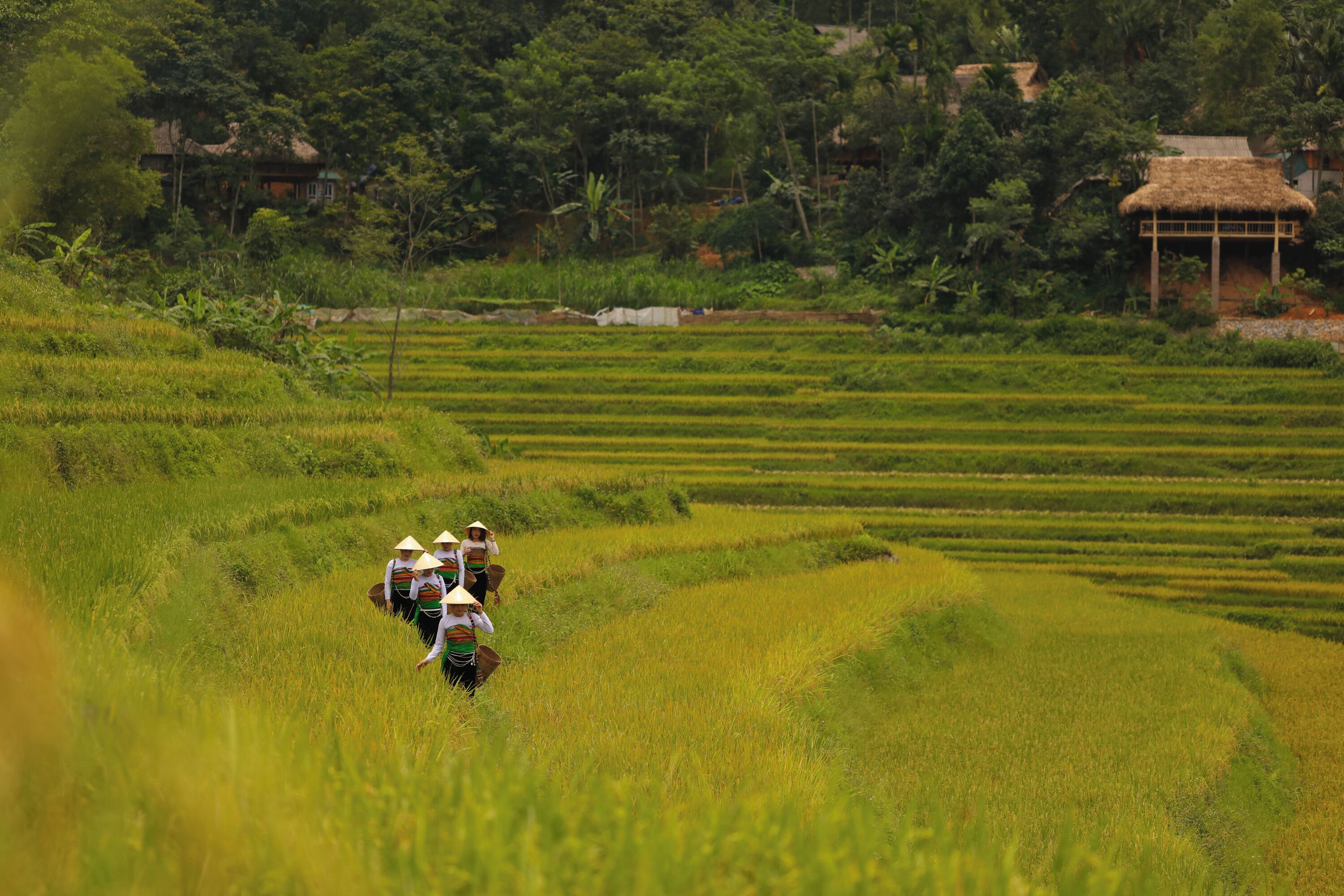 A terraced rice field with a group of people walking through it.