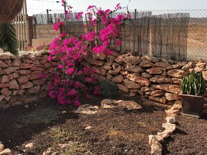 A garden with a stone wall, pink bougainvillea, and a potted plant.
