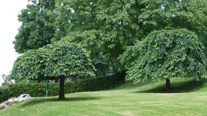 Un área verde bien cuidada con dos árboles grandes y un seto al fondo.