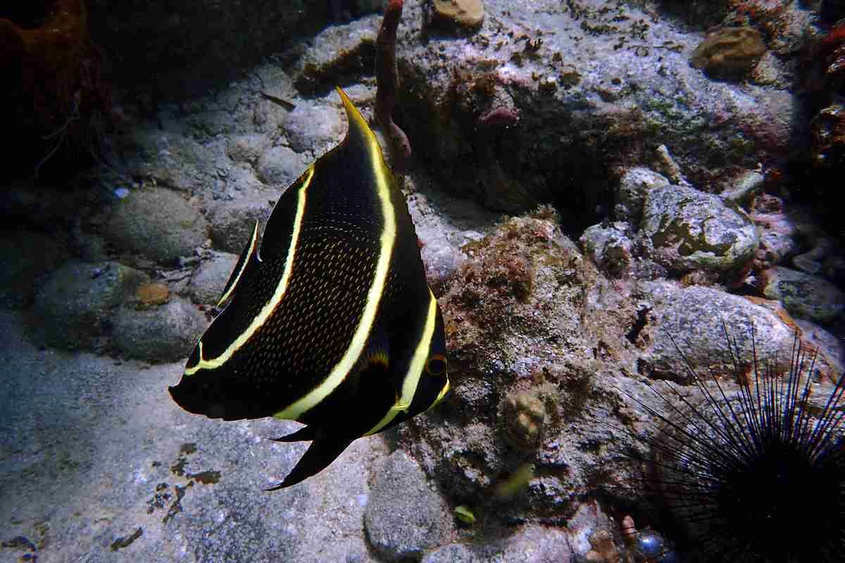 A fish with black and yellow stripes swimming near a rocky underwater environment.