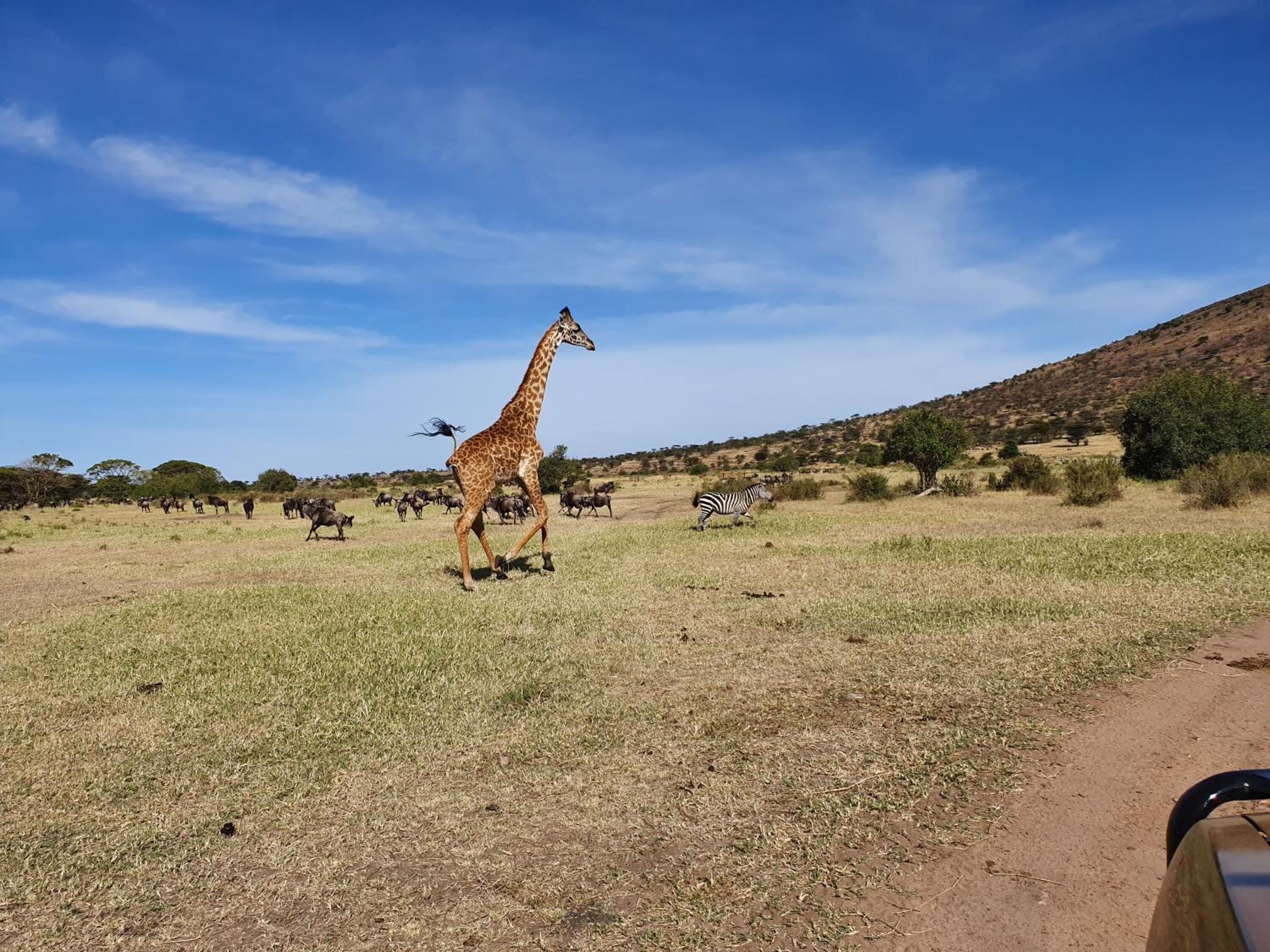 A giraffe walking in a grassy field with other animals, including zebras and wildebeests, under a clear sky.