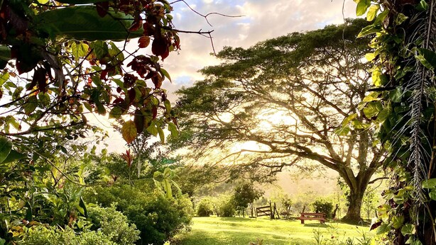 A pathway leading through a lush garden with various plants and trees.