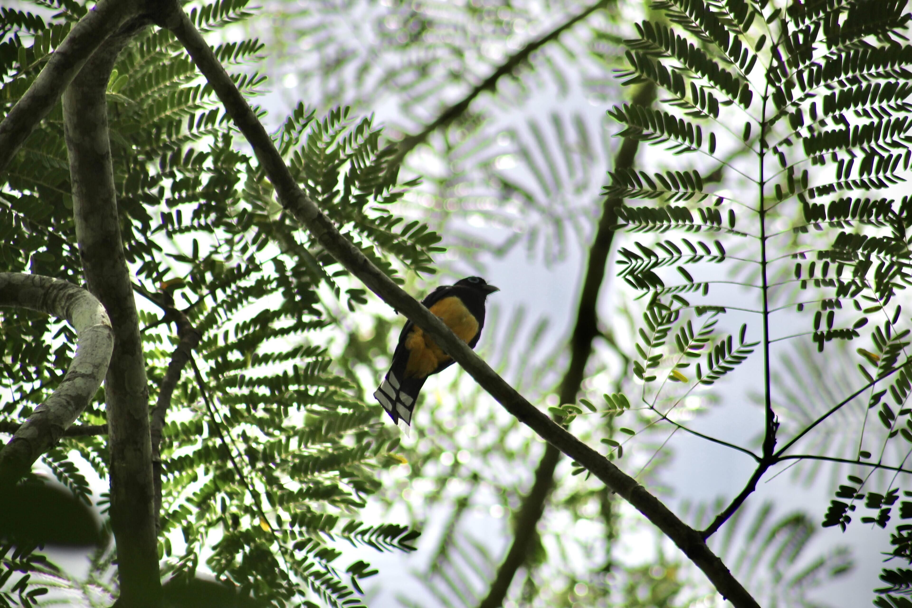 Een vogel zit op een tak, omringd door weelderige groene bladeren.