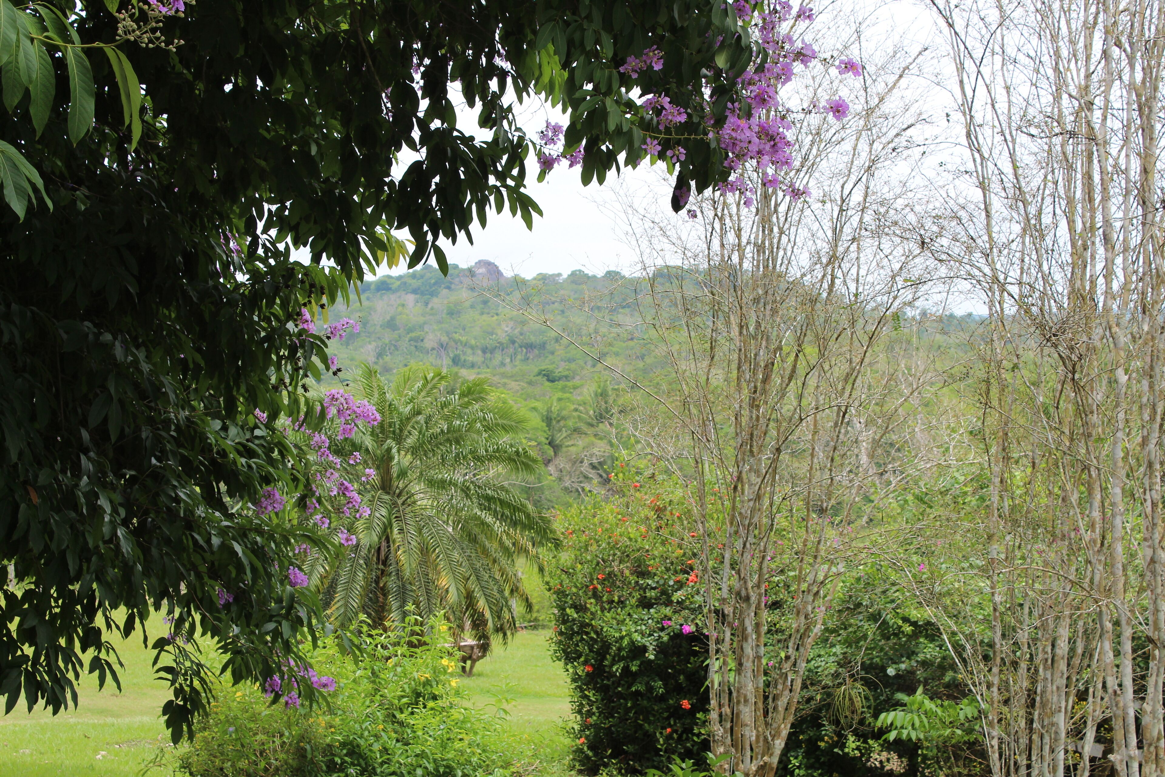 A lush garden with various trees and flowering plants.