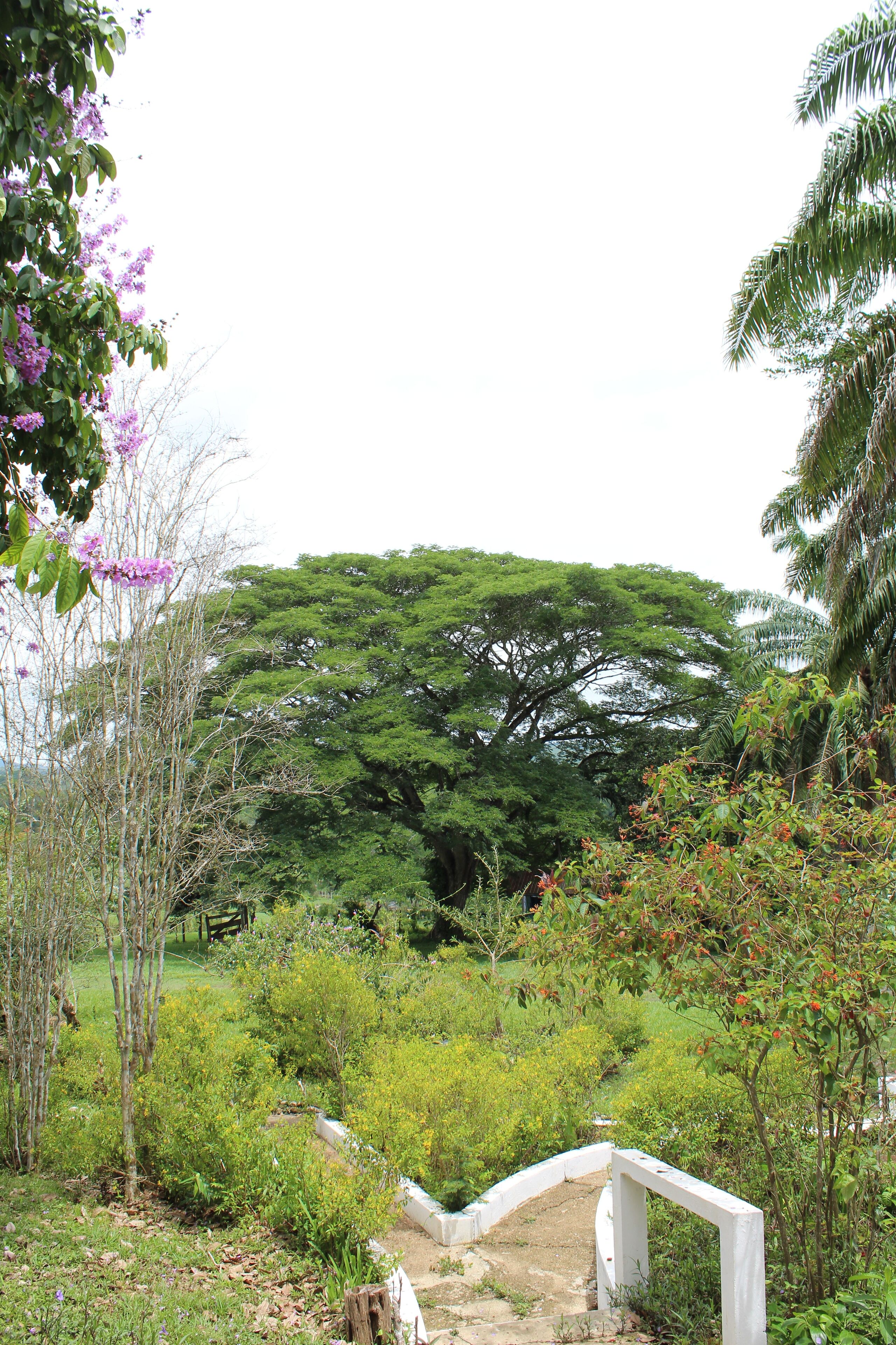 Un sentier de jardin menant à une arche blanche, entourée d’une végétation luxuriante et d’arbres.