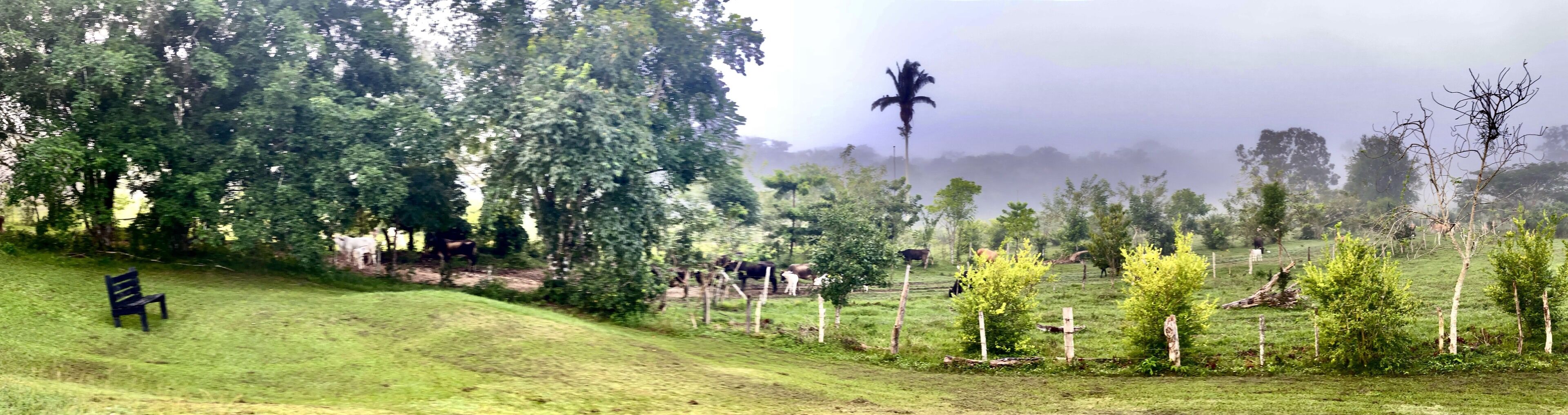 Ländliche Landschaft mit einer grasbewachsenen Böschung, Bäumen und einem Zaun.