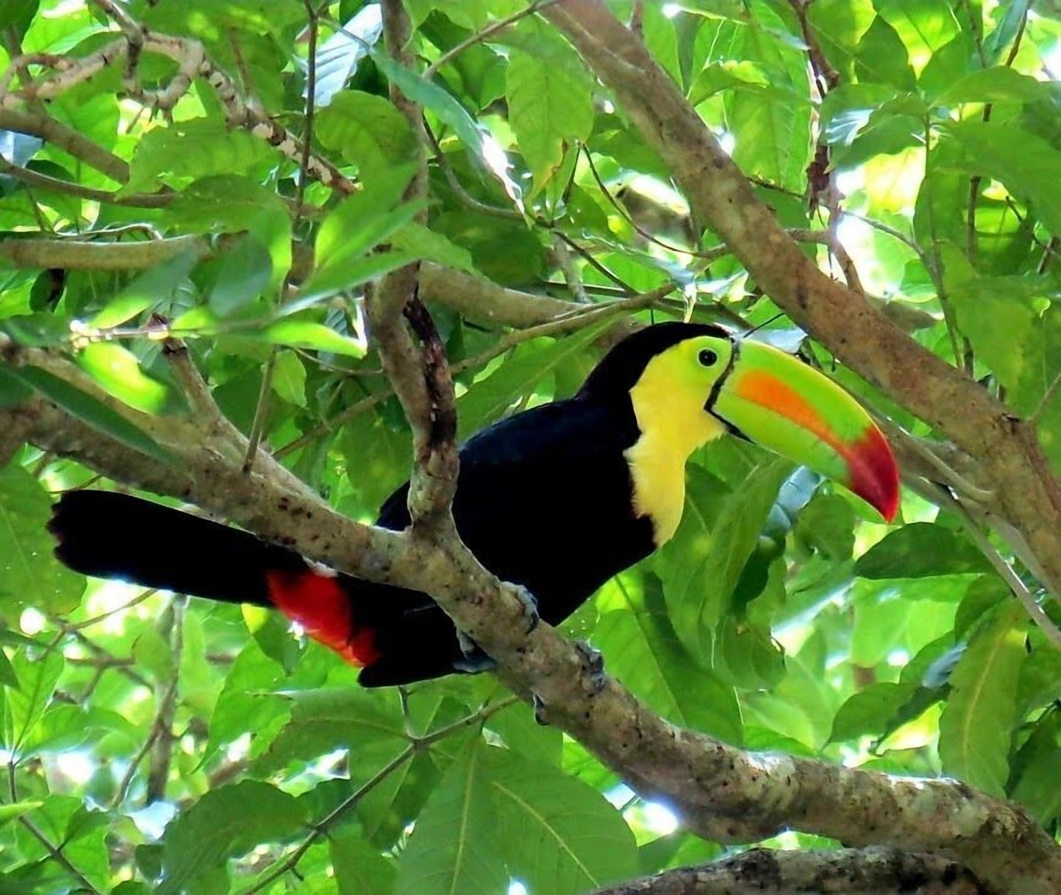 Un toucan était perché sur une branche d’arbre.