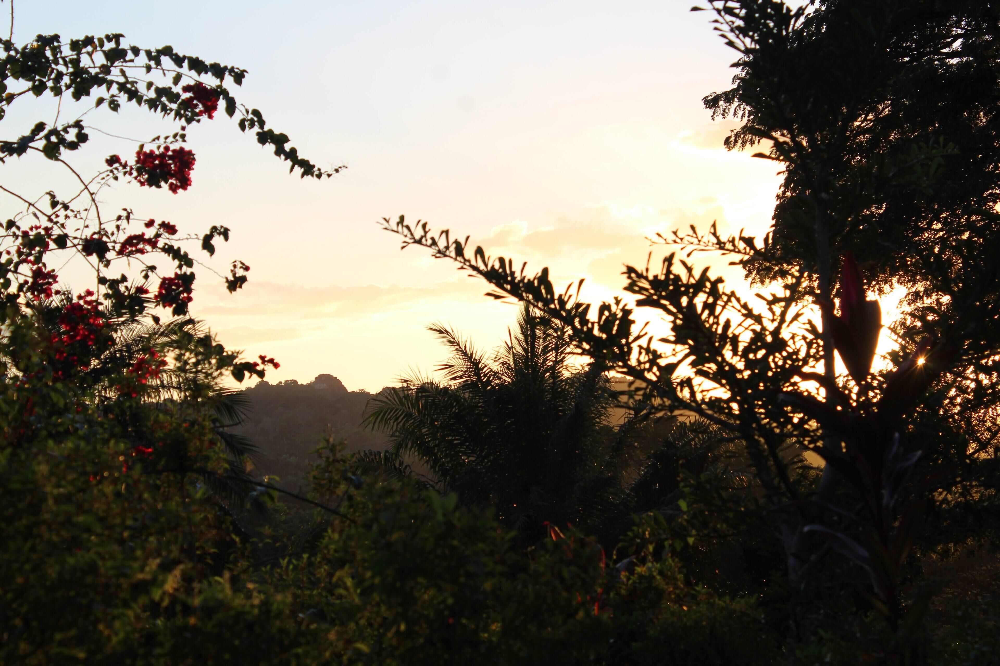 Un paisaje con árboles y arbustos al atardecer.