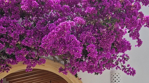 Un espace extérieur aménagé en terrasse, avec une table et des chaises, une arche et des fleurs de bougainvillier violettes.