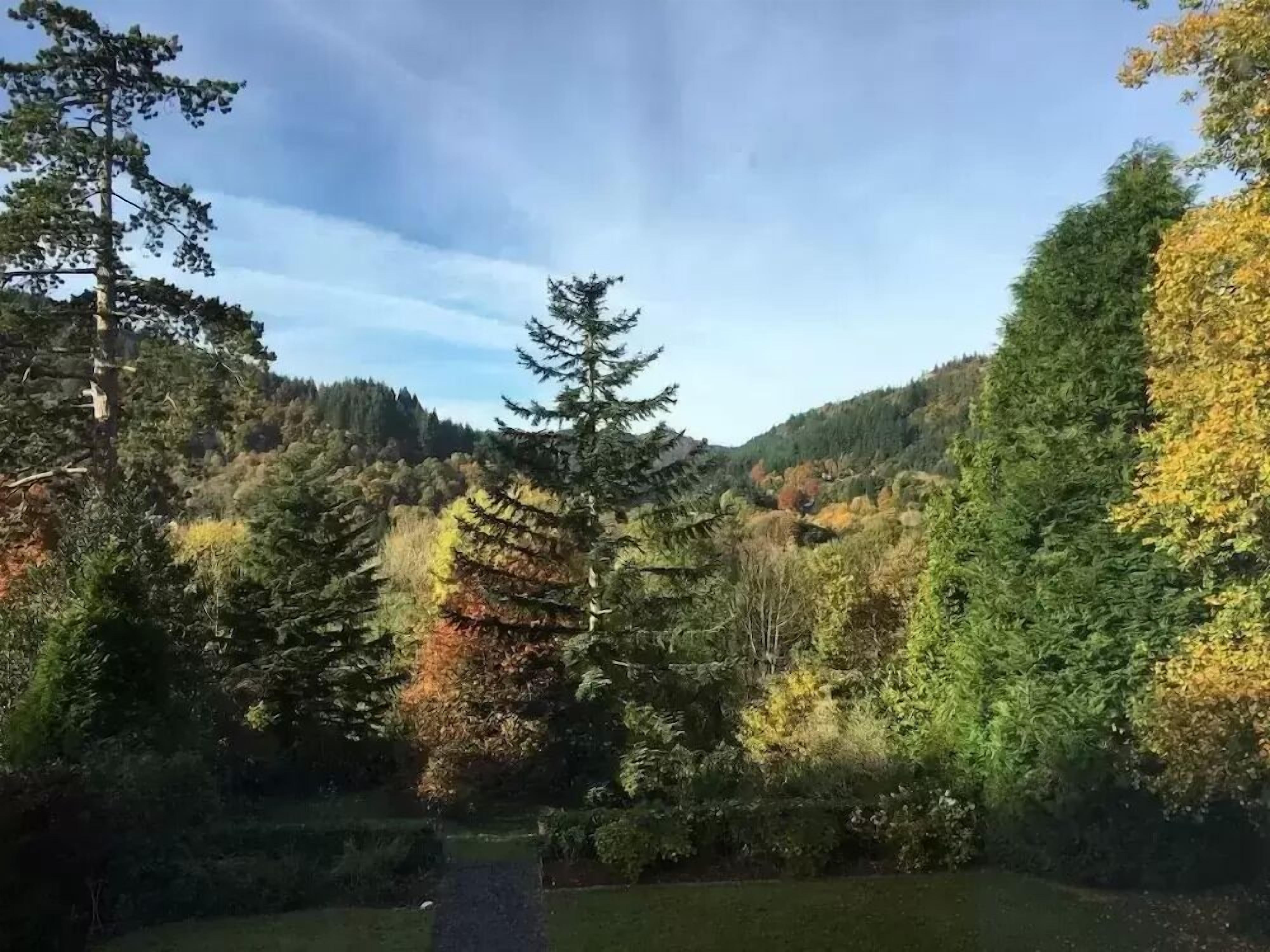 A forested area with a pathway leading through it.