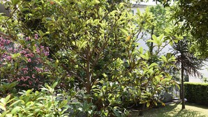 A garden with various trees and shrubs, including some with pink flowers. - Rondone Bianco 5-7 (Como)
