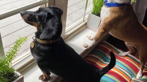 Due cani seduti vicino a una finestra con un cuscino a righe e piante in vaso.