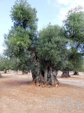 Parco della struttura