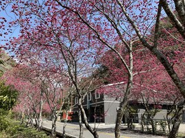 Una calle bordeada de cerezos en flor, un edificio con un letrero y un cielo azul despejado.