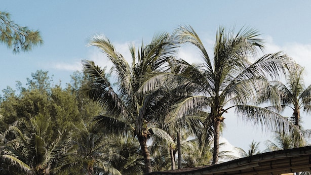 A pool area with a curved design, surrounded by palm trees and a covered seating area with umbrellas. - Lumi Hotel Gili Trawangan (Gili Trawangan)