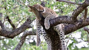 Safari