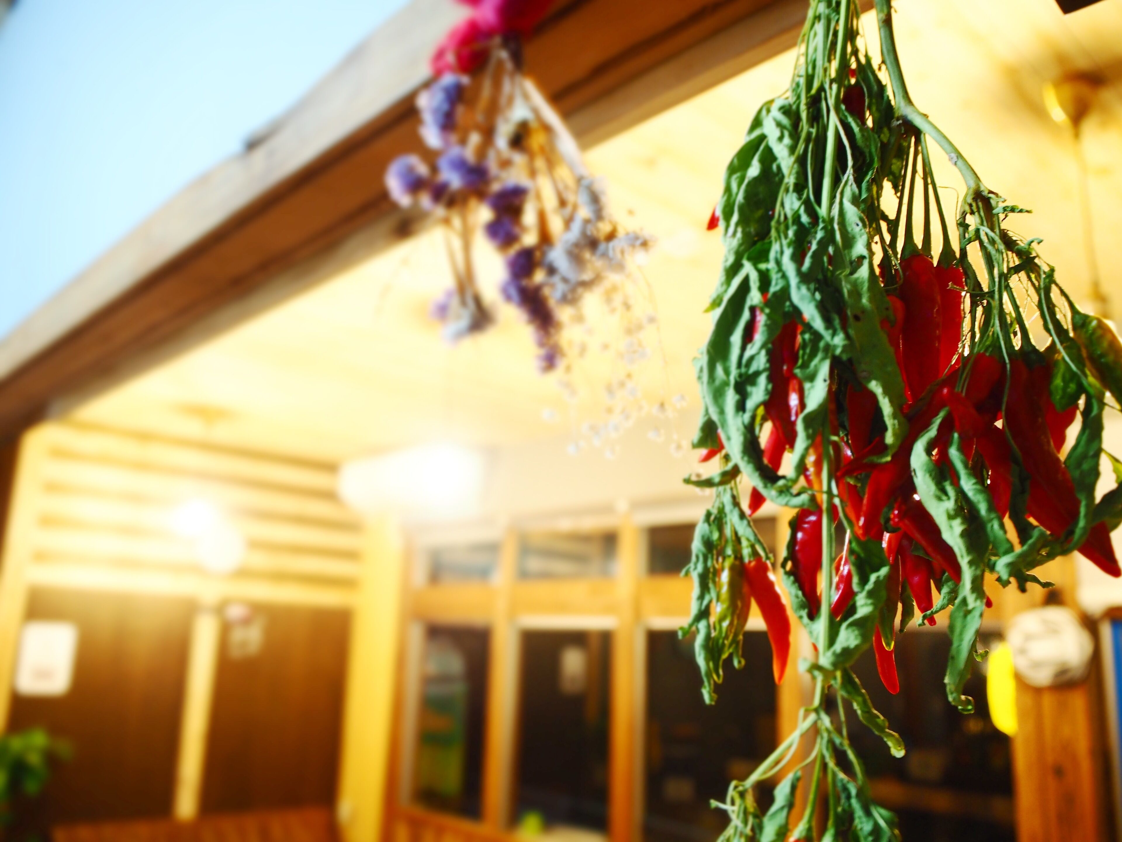 A hanging plant with red peppers and purple flowers in a wooden structure.