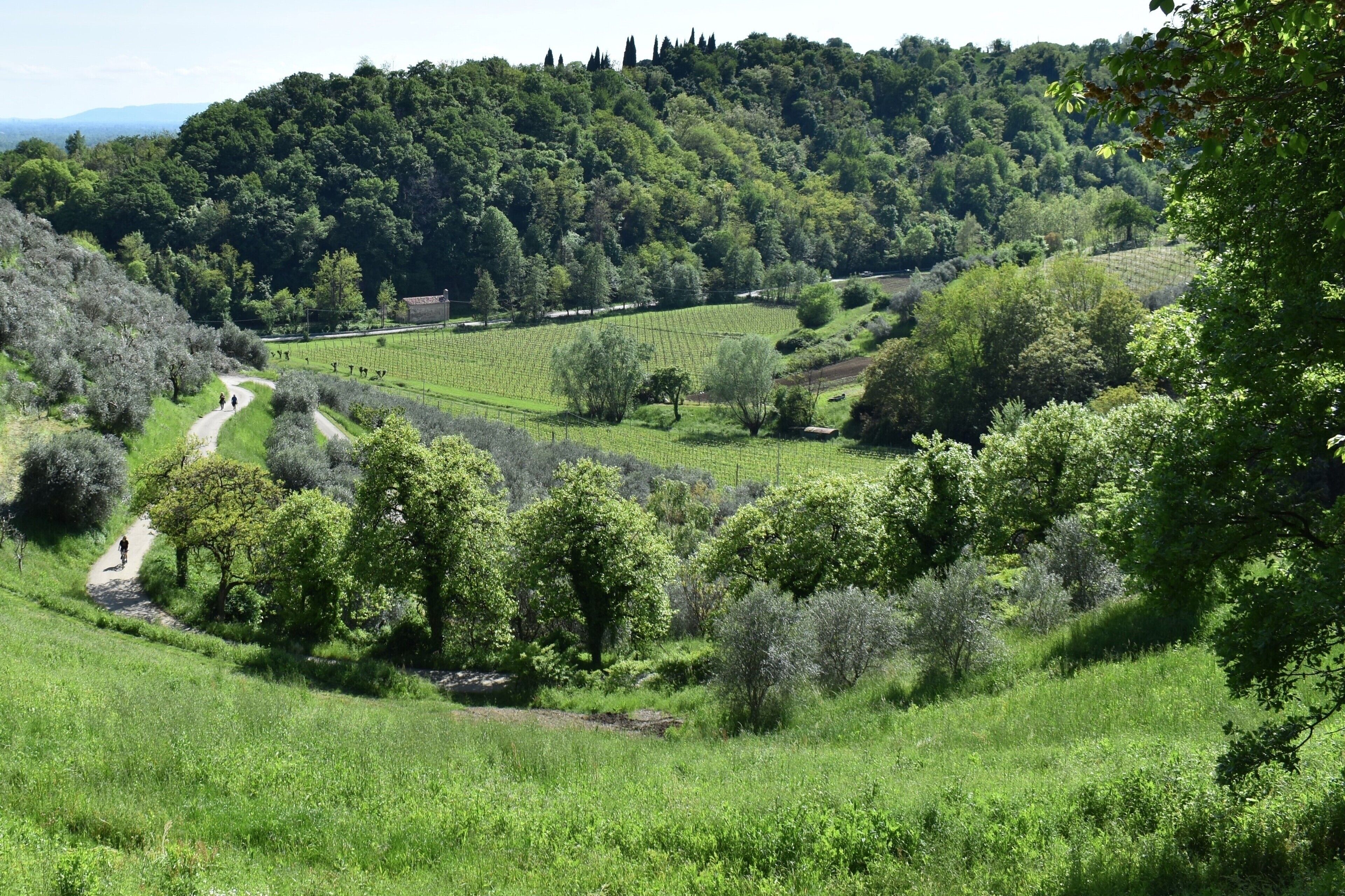 A vineyard with a dirt path winding through the fields, surrounded by lush greenery and trees.