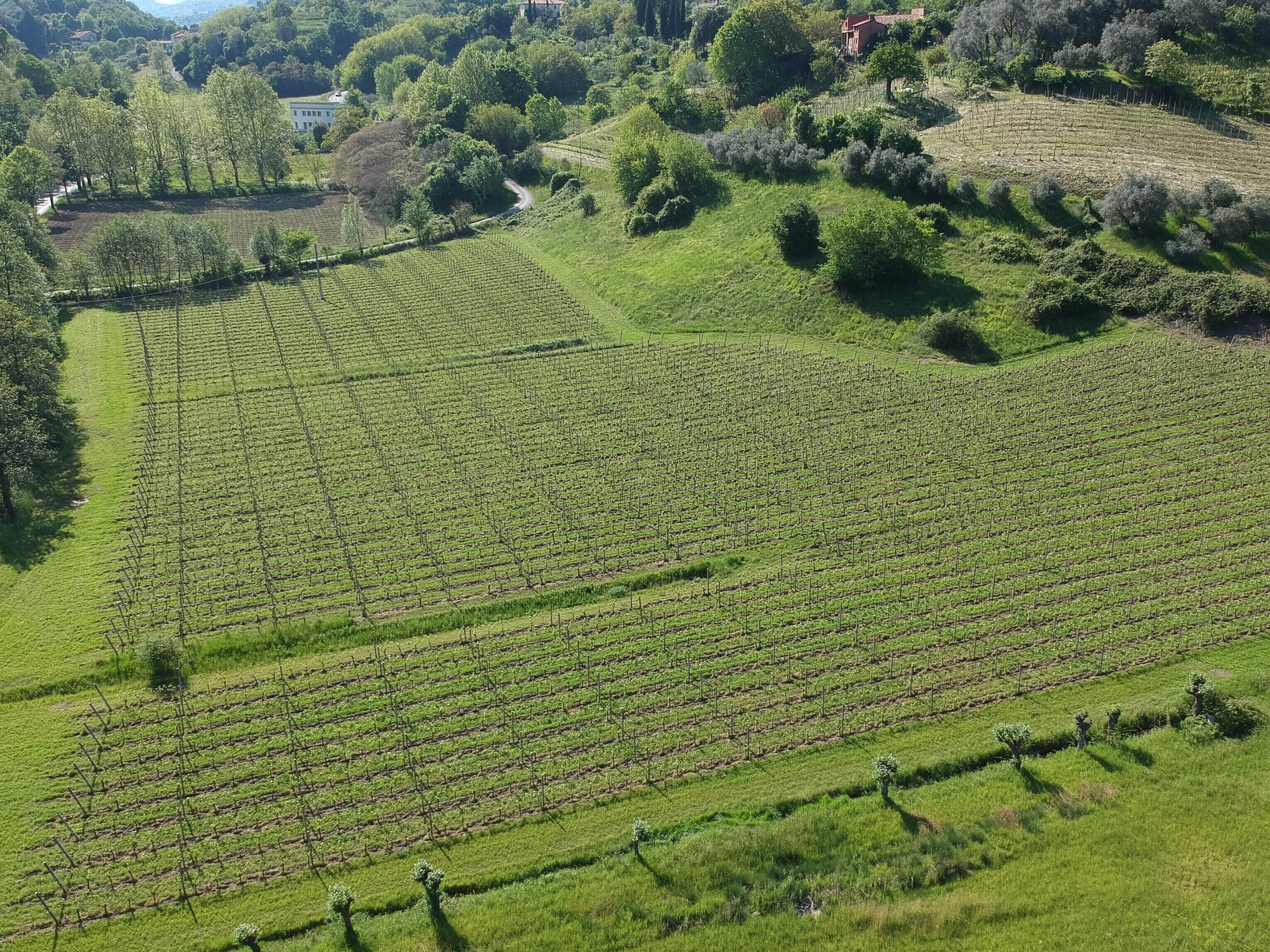 Vista aérea de un viñedo con hileras de parras.