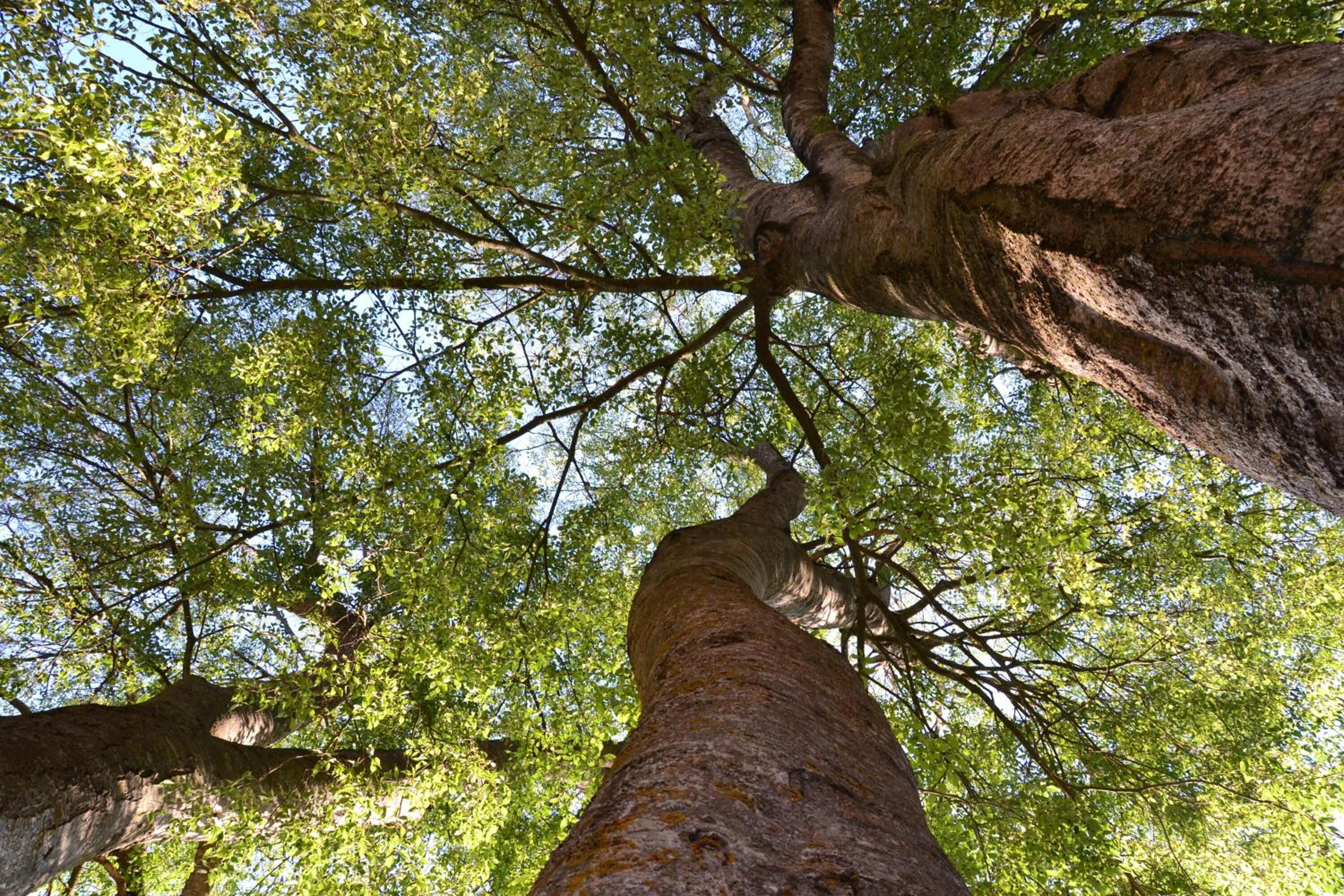 Un árbol alto con un tronco grueso y follaje denso.