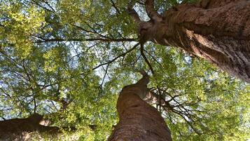 Un árbol alto con un tronco grueso y follaje denso.