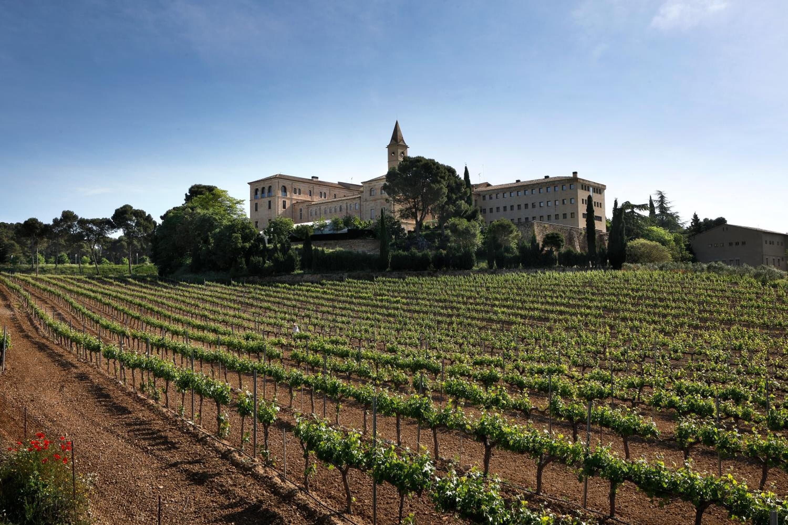 Viñedo con hileras de vid y un edificio grande con una torre al fondo.