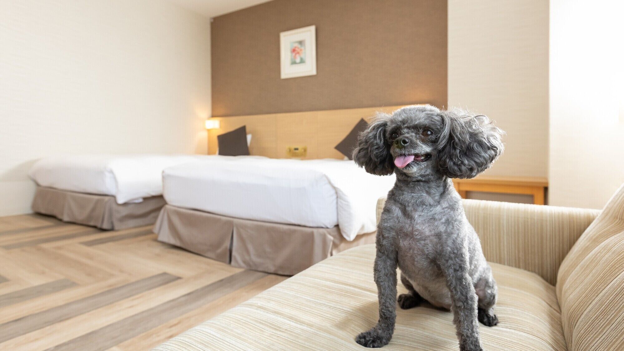 A small dog sitting on a sofa in a hotel room with two beds and a picture on the wall.