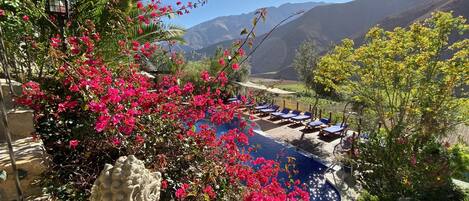 Una piscina al aire libre, sombrillas, sillones reclinables de piscina