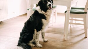 A dog sitting on a wooden floor in a room with a white table and green chairs. - Ferienwohnung Worpsweder Schlösschen (Worpswede)